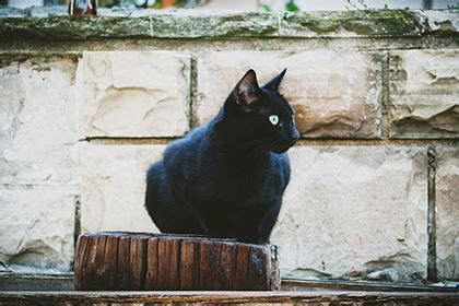 野猫进家|家居风水：野猫跟着走意味着什么？